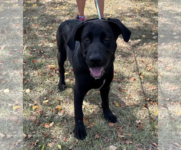 Medium Photo #1 Labrador Retriever-Unknown Mix Puppy For Sale in Garner, NC, USA
