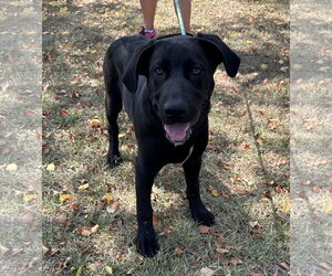 Labrador Retriever-Unknown Mix Dogs for adoption in Garner, NC, USA