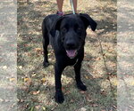 Small Labrador Retriever Mix