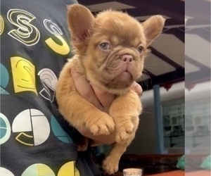 French Bulldog Puppy for sale in DANBURY, NH, USA