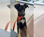 Small #19 Rat Terrier Mix