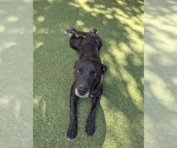 Medium Photo #1 Labrador Retriever-Unknown Mix Puppy For Sale in San Martin, CA, USA