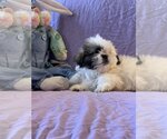 Small Photo #1 Shih Tzu-Unknown Mix Puppy For Sale in HOPKINSVILLE/PRINCETON, KY, NH, USA