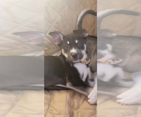 Medium Photo #19 Huskies -Unknown Mix Puppy For Sale in Holly Springs, NC, USA
