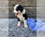 Small Photo #3 Miniature Bernedoodle Puppy For Sale in MC DONOUGH, GA, USA
