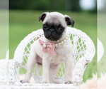Small #1 Pug