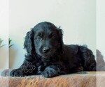 Small #3 Goldendoodle (Miniature)