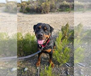 Rottweiler Dogs for adoption in Chula Vista, CA, USA