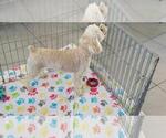 Small #7 Poodle (Toy)