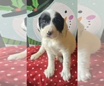 Puppy 8 English Setter-Goldendoodle Mix