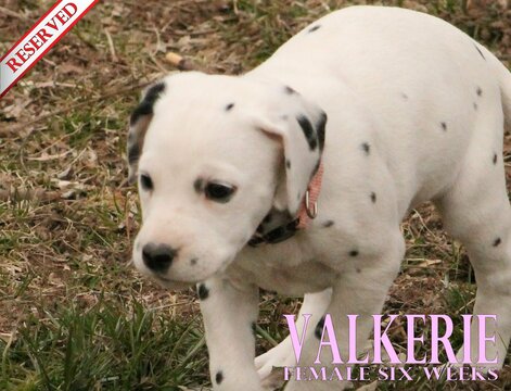 Medium Photo #58 Dalmatian Puppy For Sale in ENID, OK, USA