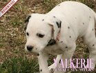 Small Photo #58 Dalmatian Puppy For Sale in ENID, OK, USA