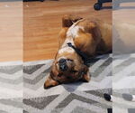 Small #4 Basset Hound-Labrador Retriever Mix