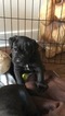 Small Photo #3 Cane Corso Puppy For Sale in ALEXANDRIA, VA, USA