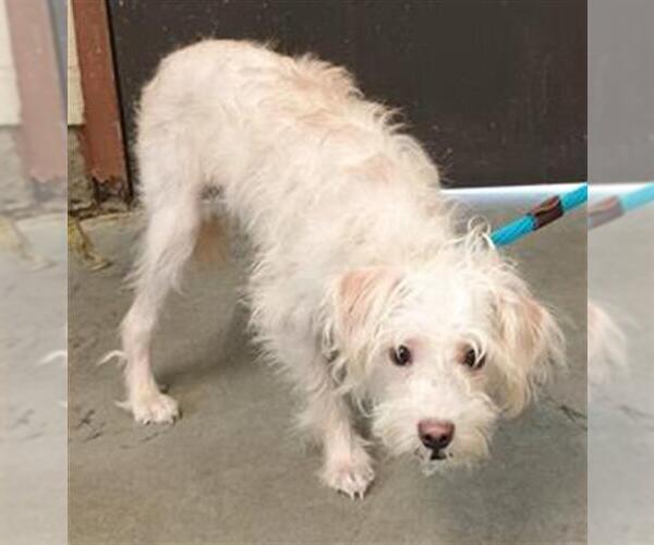Medium Photo #1 Maltese-Unknown Mix Puppy For Sale in Camarillo, CA, USA