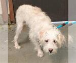 Small Maltese Mix
