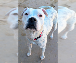 American Staffordshire Terrier-Unknown Mix Dogs for adoption in Pena Blanca, NM, USA