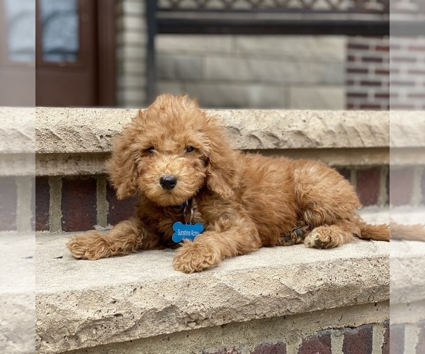 Medium Photo #3 Poodle (Standard) Puppy For Sale in WOLCOTT, IN, USA