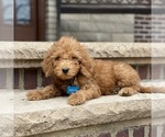 Small #2 Poodle (Standard)