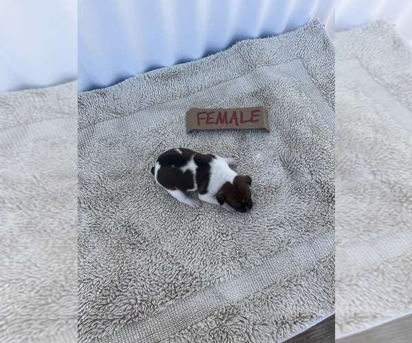 Medium Photo #21 Rat Terrier Puppy For Sale in DORA, MO, USA