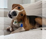 Small #6 Beagle Mix