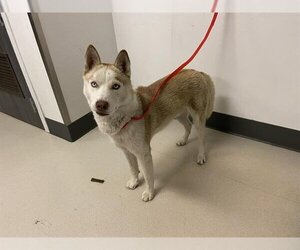 Siberian Husky Dogs for adoption in Corona, CA, USA