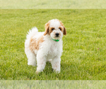 Small #1 Goldendoodle (Miniature)