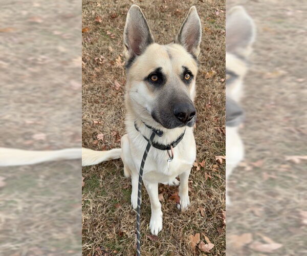 Medium Photo #1 German Shepherd Dog-Unknown Mix Puppy For Sale in Forestville, MD, USA