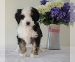 Small Photo #1 Bernedoodle Puppy For Sale in FREDERICKSBG, OH, USA