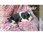 Puppy Ryder English Springer Spaniel