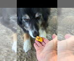 Small #2 Australian Shepherd Mix