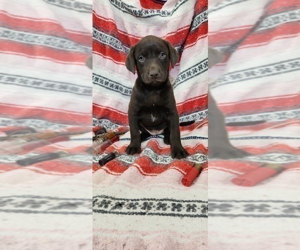 Medium Photo #15 Labrador Retriever Puppy For Sale in MERIDEN, KS, USA