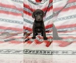 Small Photo #15 Labrador Retriever Puppy For Sale in MERIDEN, KS, USA