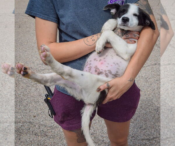 Medium Photo #5 Border Collie-Unknown Mix Puppy For Sale in Huntley, IL, USA