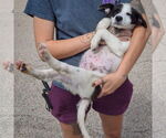 Small #4 Border Collie Mix
