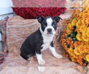 Boston Terrier Puppy for sale in SHILOH, OH, USA