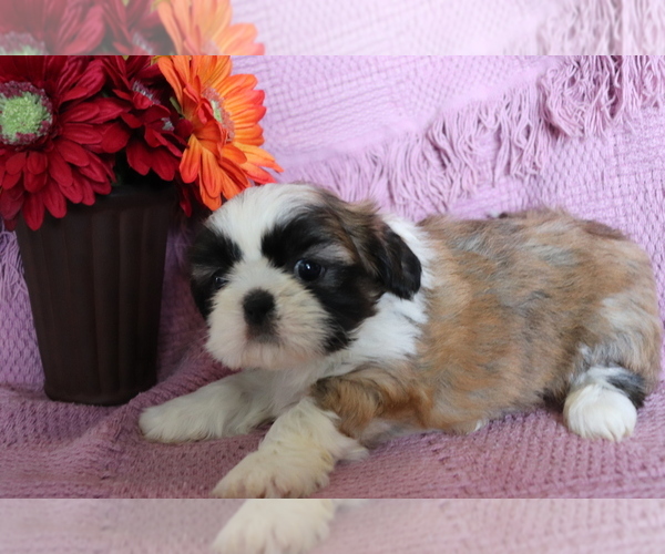 Medium Photo #3 Shih Tzu Puppy For Sale in SHILOH, OH, USA