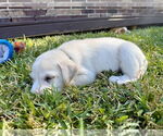 Small #2 Labrador Retriever Mix