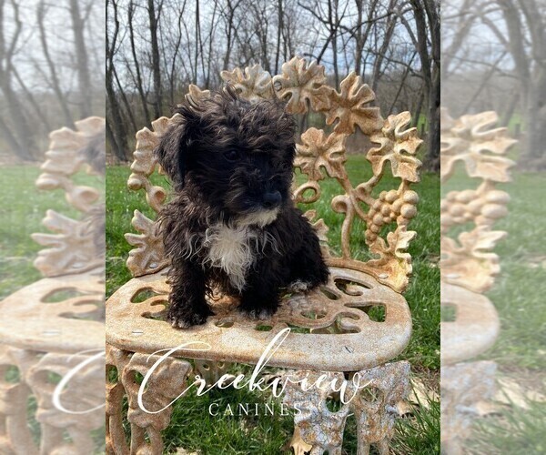 Medium Photo #4 Schnoodle (Miniature) Puppy For Sale in NIANGUA, MO, USA