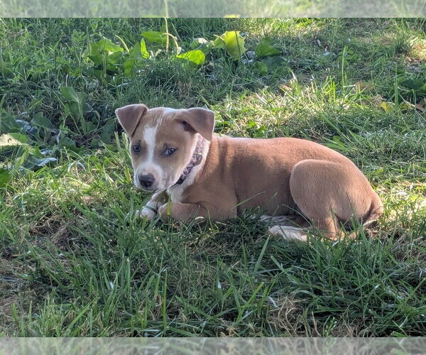 Medium Photo #8 Mutt Puppy For Sale in Wenonah, NJ, USA
