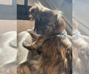 Shih Tzu-Tibetan Spaniel Mix Dogs for adoption in LEDYARD, CT, USA