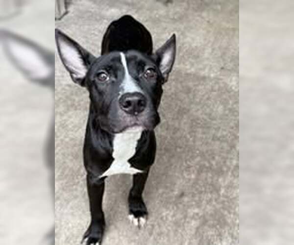 Medium Photo #2 American Pit Bull Terrier-Unknown Mix Puppy For Sale in Crete, IL, USA