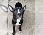 Small #1 American Pit Bull Terrier Mix