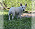 Small #2 Jack Russell Terrier