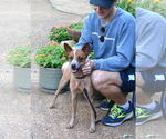 Small #3 Mutt