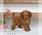 Small #2 Poodle (Miniature)
