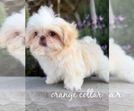 Small #1 Shih Tzu