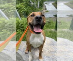 Small #7 American Pit Bull Terrier-Labrador Retriever Mix