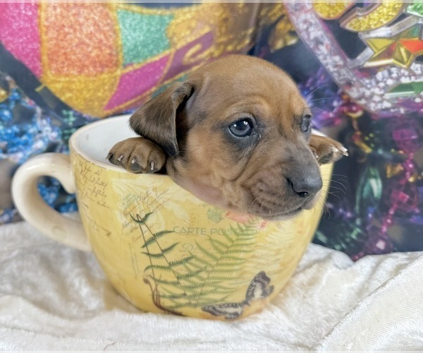 Medium Photo #5 Dachshund Puppy For Sale in CASSVILLE, MO, USA
