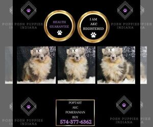 Pomeranian Puppy for sale in WARSAW, IN, USA